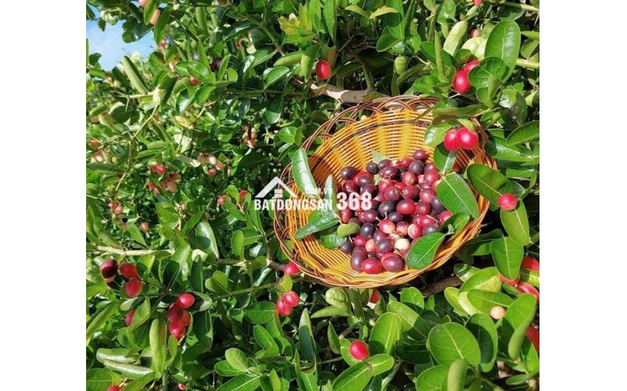 Cần bán đất vườn Định Quán, đất nghỉ dưỡng giáp suối, vị trí đẹp gần Quốc lộ 20, giá rẻ chỉ 850 triệu/sào.