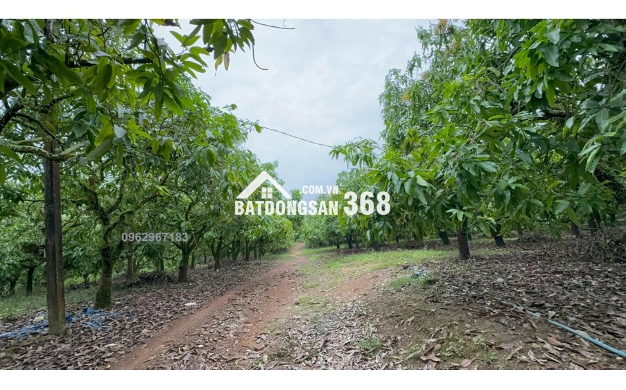 1.100M² – ĐẤT GIÁP SUỐI – VIEW ĐẢO Ó – TẶNG NHÀ CONTAINER