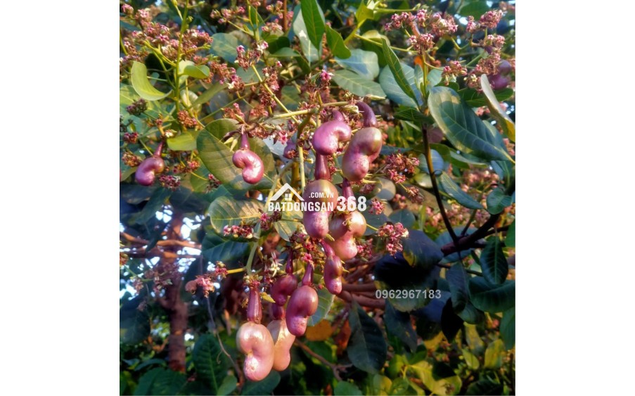 1.100M² – ĐẤT GIÁP SUỐI – VIEW ĐẢO Ó – TẶNG NHÀ CONTAINER