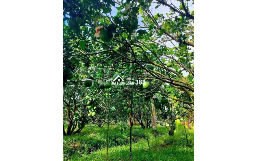  BÁN VƯỜN BƯỞI – TẶNG KÈM ĐẤT THỔ CƯ, GIÁ CHỈ TỪ 300 TRIỆU SỞ HỮU NGAY 