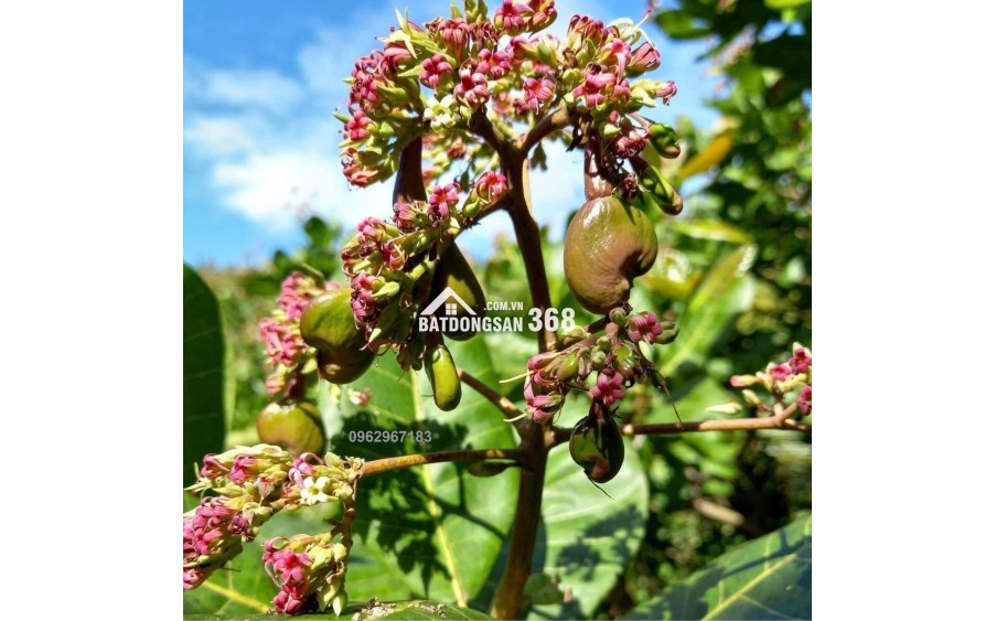 1.100M² – ĐẤT GIÁP SUỐI – VIEW ĐẢO Ó – TẶNG NHÀ CONTAINER