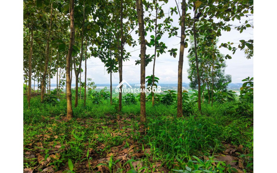 ĐẤT VƯỜN GIÁP SUỐI GIÁ RẺ TẠI LA NGÀ - ĐỊNH QUÁN