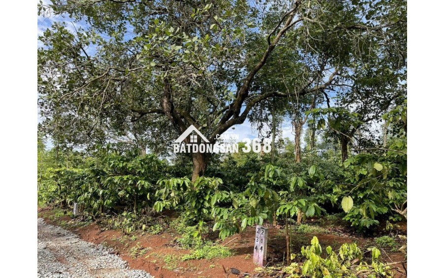 ĐẤT VƯỜN GIÁP SUỐI GIÁ RẺ TẠI LA NGÀ - ĐỊNH QUÁN