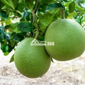 Cần bán đất vườn Định Quán, đất nghỉ dưỡng giáp suối, vị trí đẹp gần Quốc lộ 20, giá rẻ chỉ 850 triệu/sào.