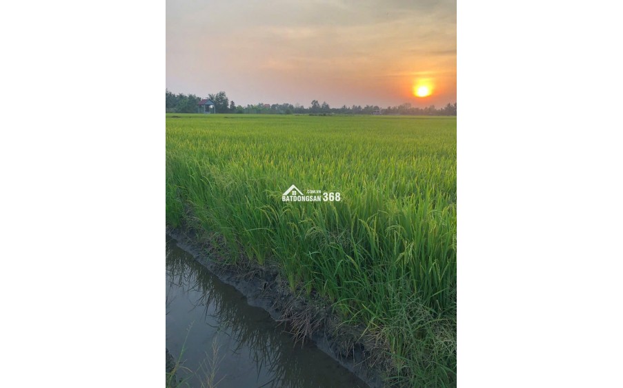 Bán đất nông nghiệp 5311m2 tại đường Bà Miêu, Tân Nhựt, Bình Chánh