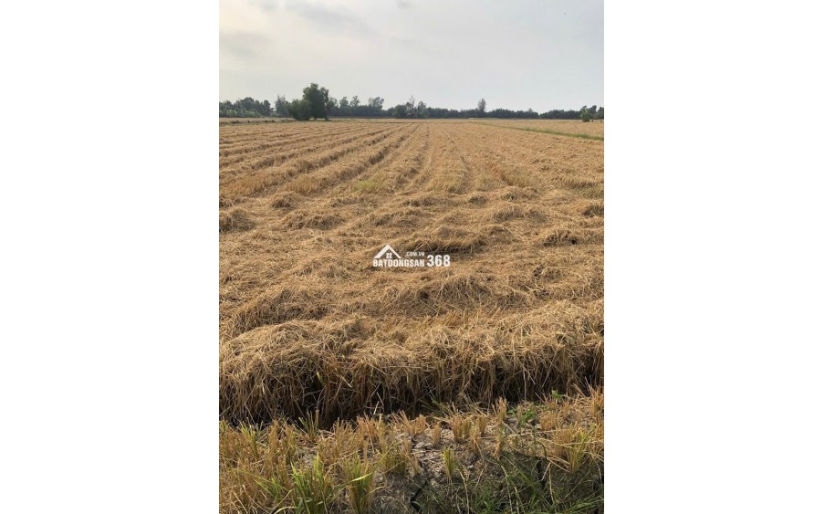 Bán đất nông nghiệp 5311m2 tại đường Bà Miêu, Tân Nhựt, Bình Chánh