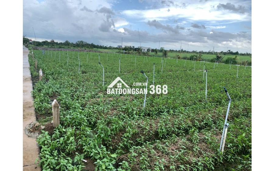 Bán gấp đất nền thổ cư Bà Lẫy Sổ sẵn công chứng ngay