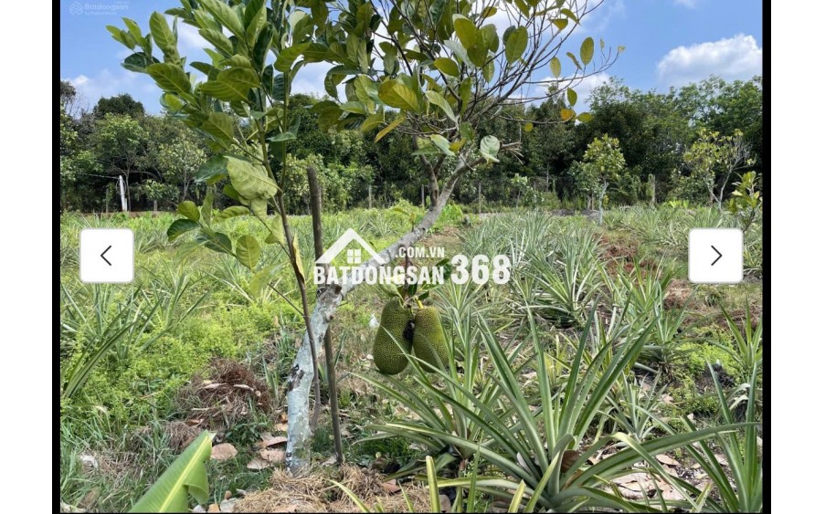 Cho thuê đất MT đường 7m rộng 1 mẫu tại ĐS 812, Xã Phú Mỹ Hưng, Củ Chi