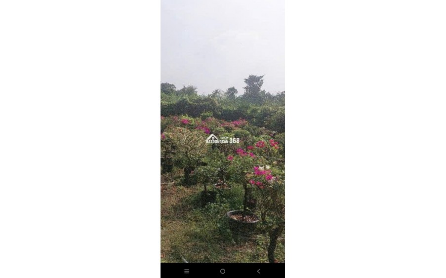  ĐẤT ĐẸP THẠNH LỘC – GIÁP GÒ VẤP – NGANG KHỦNG 8.9M   Chỉ 7.4 tỷ – Full thổ cư  Phường Thạnh Lộc, Quận 12  Diện tích: 8.9m x 25m (222m²).