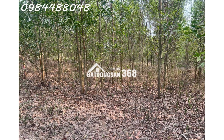 Bán đất vườn Xuân thành, Xuân Lộc, Đồng Nai. Giá chỉ 3.2 tỷ. Lh: 0984488048