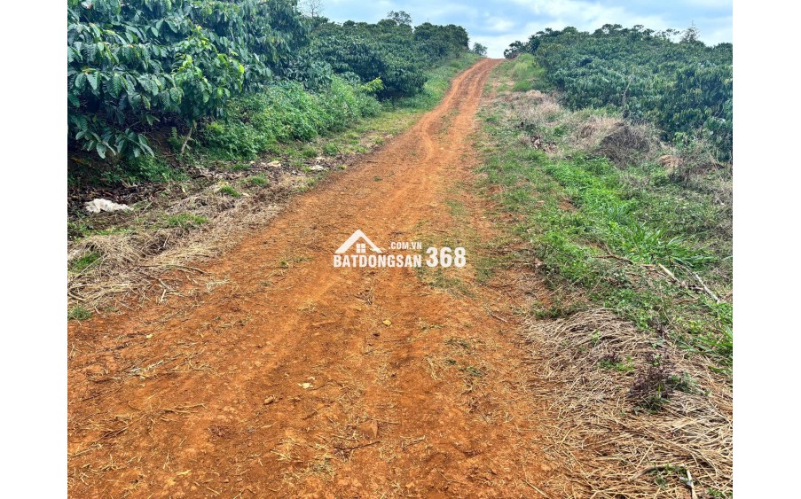 Đất Di Linh. 1000m2 có cà phê, có điện,đường ô tô. Giá 380tr bao sổ