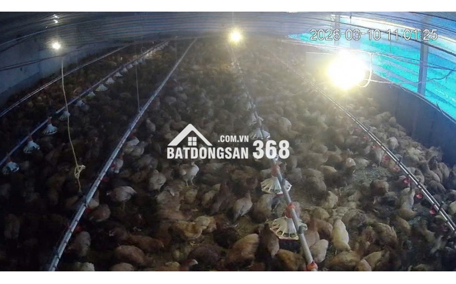 CẦN BÁN VƯỜN CÀ PHÊ + TRẠI HEO+ TRẠI GÀ TỔNG 9 ha - Xã Phúc Thọ, huyện Lâm Hà, tỉnh Lâm Đồng