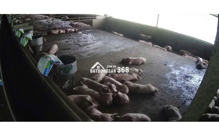 CẦN BÁN VƯỜN CÀ PHÊ + TRẠI HEO+ TRẠI GÀ TỔNG 9 ha - Xã Phúc Thọ, huyện Lâm Hà, tỉnh Lâm Đồng