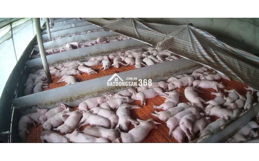 CẦN BÁN VƯỜN CÀ PHÊ + TRẠI HEO+ TRẠI GÀ TỔNG 9 ha - Xã Phúc Thọ, huyện Lâm Hà, tỉnh Lâm Đồng