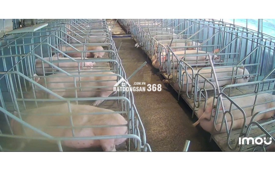 CẦN BÁN VƯỜN CÀ PHÊ + TRẠI HEO+ TRẠI GÀ TỔNG 9 ha - Xã Phúc Thọ, huyện Lâm Hà, tỉnh Lâm Đồng