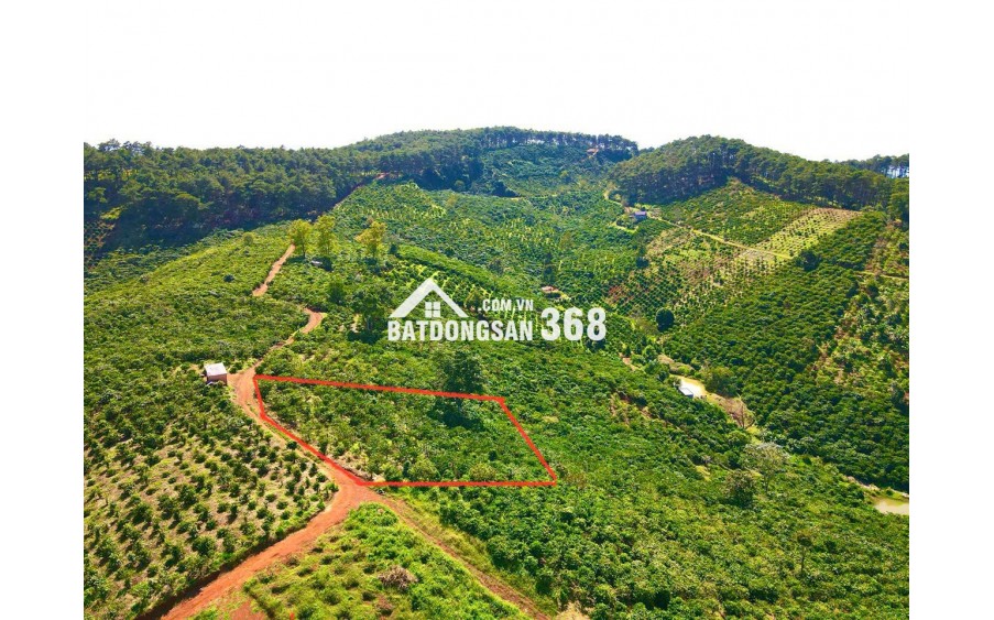 Đất Di Linh. 1000m2 có cà phê, có điện,đường ô tô. Giá 380tr bao sổ