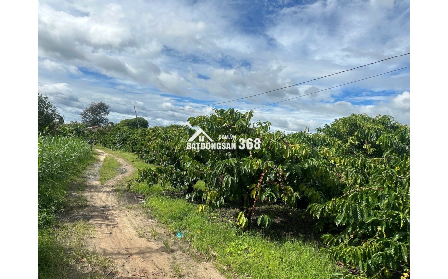 Cơ hội hiếm có: 472m² full thổ cư ngay trung tâm Đắk Mar!