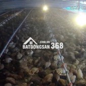 CẦN BÁN VƯỜN CÀ PHÊ + TRẠI HEO+ TRẠI GÀ TỔNG 9 ha - Xã Phúc Thọ, huyện Lâm Hà, tỉnh Lâm Đồng