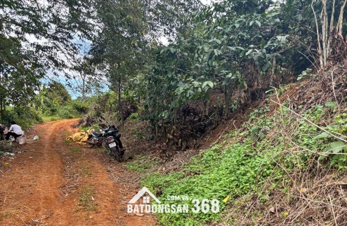 Đất Di Linh. 1000m2 có cà phê, có điện,đường ô tô. Giá 380tr bao sổ