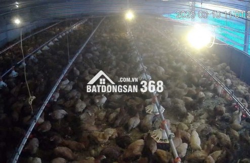 CẦN BÁN VƯỜN CÀ PHÊ + TRẠI HEO+ TRẠI GÀ TỔNG 9 ha - Xã Phúc Thọ, huyện Lâm Hà, tỉnh Lâm Đồng