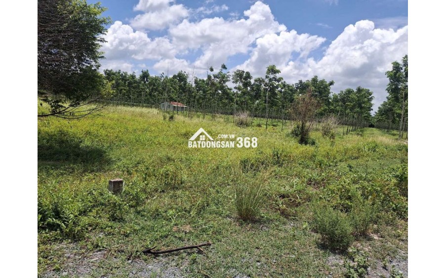 CHÍNH CHỦ CẦN BÁN LÔ ĐẤT NÔNG NGHIỆP 1011,8m2 TẠI CHÂU THÀNH - TÂY NINH
