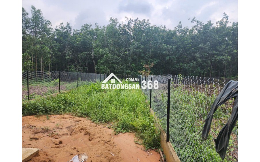 [BÌNH DƯƠNG] Cho thuê khu đất rộng 1.500m² kèm nhà mới 120m² GIÁ CHỈ 6 TRIỆU/THÁNG
