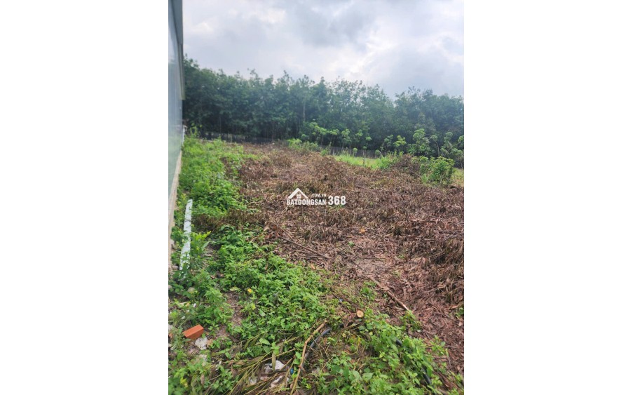 [BÌNH DƯƠNG] Cho thuê khu đất rộng 1.500m² kèm nhà mới 120m² GIÁ CHỈ 6 TRIỆU/THÁNG