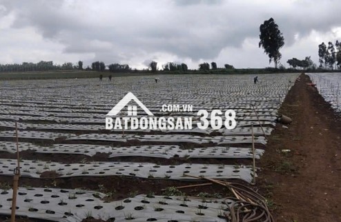Chính chủ bán 13.000m² đất Tu Tra – Đơn Dương, vị trí đẹp, 2 mặt đường bê tông