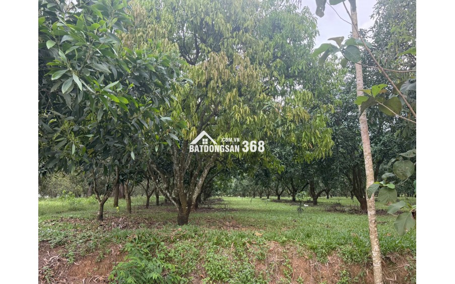 Bán Đất Nền Gia Kiệm, Thống Nhất – Mặt Tiền Quy Hoạch Giao Thông Lớn – Giá Chỉ 2 Tỷ 4