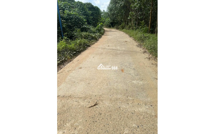 cc 034 3097143 Bán 7.5hecta đất rừng sản xuất view Sông bám suối đại lộc Có keo 2 năm,  Đà Nẵng